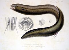 South American Lungfish photo 5