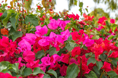 Bougainvillea