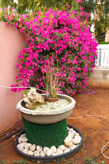 Bougainvillea