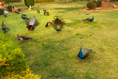 Pavo cristatus