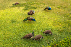 Pavo cristatus