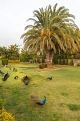 Pavo cristatus