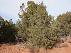 Pinus monophylla