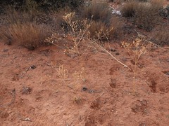 Frasera albomarginata