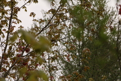 Leiothlypis ruficapilla