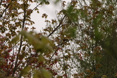 Leiothlypis ruficapilla