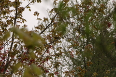 Leiothlypis ruficapilla