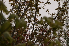 Leiothlypis ruficapilla