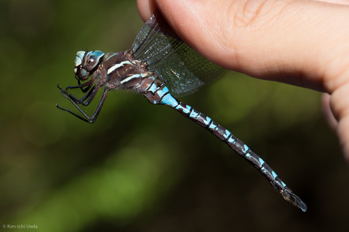 Walker's Darner photo 4