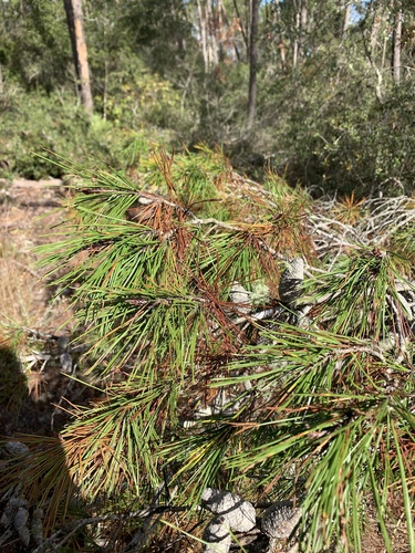 Sand pine (Pinus clausa)
