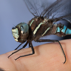 Aeshna walkeri