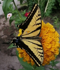 Papilio multicaudata multicaudata