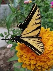 Papilio multicaudata multicaudata