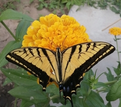 Papilio multicaudata multicaudata