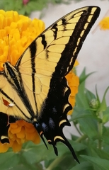 Papilio multicaudata multicaudata