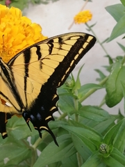 Papilio multicaudata multicaudata