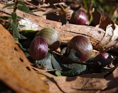 Corybas aconitiflorus