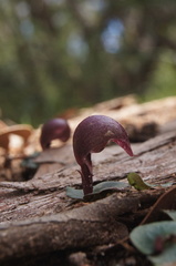 Corybas aconitiflorus