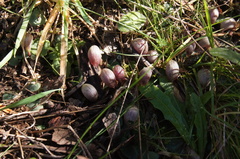 Corybas aconitiflorus