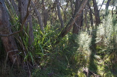 Corybas aconitiflorus