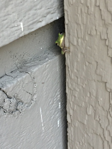 Green Treefrog photographed in South Carolina