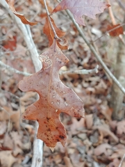 Quercus georgiana