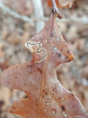 Quercus georgiana