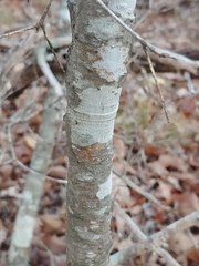 Quercus georgiana