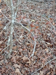 Quercus georgiana