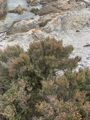 Salicornia littorea