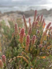Salicornia littorea