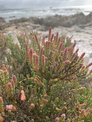 Salicornia littorea
