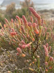 Salicornia littorea