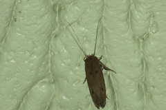 Insecta