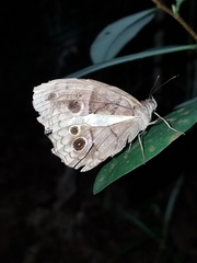 Posttaygetis penelea