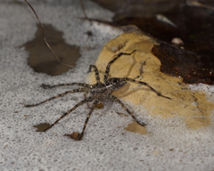 Dolomedes tenebrosus