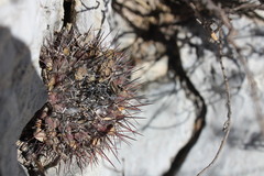 Mammillaria melanocentra melanocentra