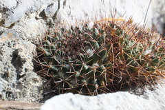 Mammillaria melanocentra melanocentra