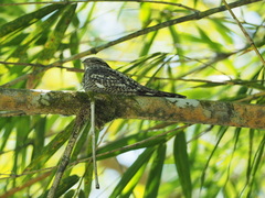 Chordeiles acutipennis
