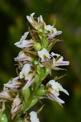 Prasophyllum spicatum
