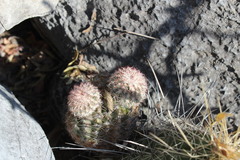 Echinocereus armatus