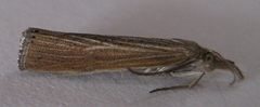 Pediasia dorsipunctellus