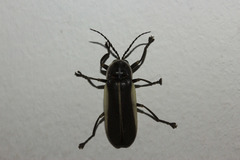 Lampyridae
