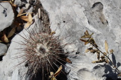 Echinocereus armatus