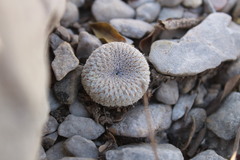 Epithelantha unguispina