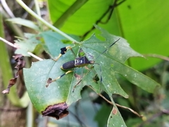 Anisoscelis gradadius