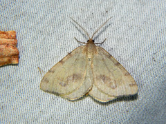 Macaria occiduaria