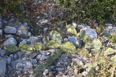 Opuntia rastrera