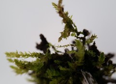 Eurhynchiastrum pulchellum