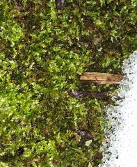 Eurhynchiastrum pulchellum